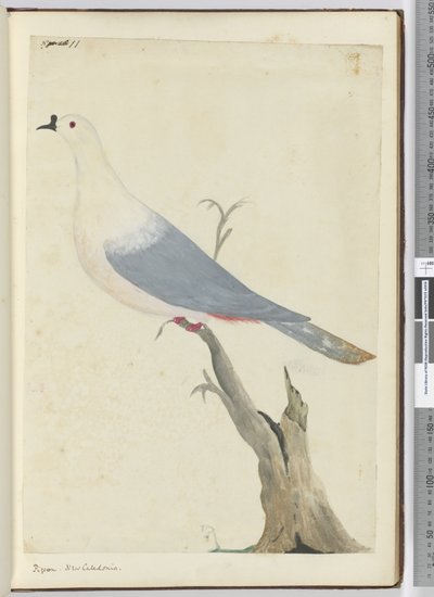 F.11 कबूतर। न्यू कैलेडोनिया, 1772-75 (wc) द्वारा इसहाक स्मिथ