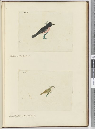 F.13 फैंटेल। न्यूजीलैंड F.14 छोटी कल्पना। न्यूजीलैंड, 1772-75 (wc) द्वारा इसहाक स्मिथ