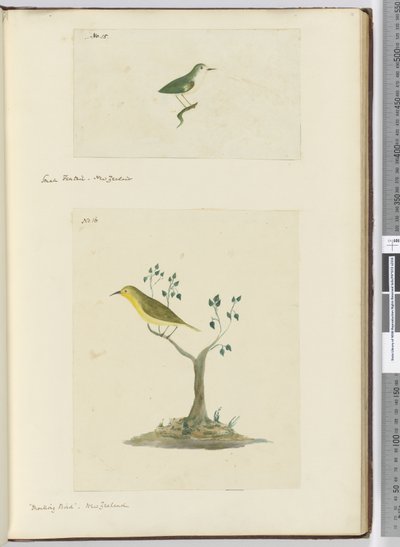F.15 छोटी कल्पना। न्यूजीलैंड F.16 मॉकिंग बर्ड। न्यूजीलैंड, 1772-75 (wc) द्वारा इसहाक स्मिथ