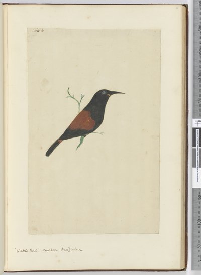 F.18 मवेशी पक्षी। कोयल। न्यूजीलैंड, 1772-75 (wc) द्वारा इसहाक स्मिथ