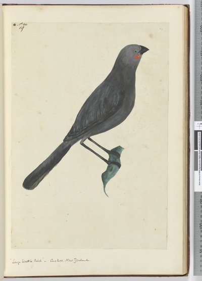 F.19 बड़े मवेशी पक्षी, कोयल। न्यूजीलैंड, 1772-75 (wc) द्वारा इसहाक स्मिथ