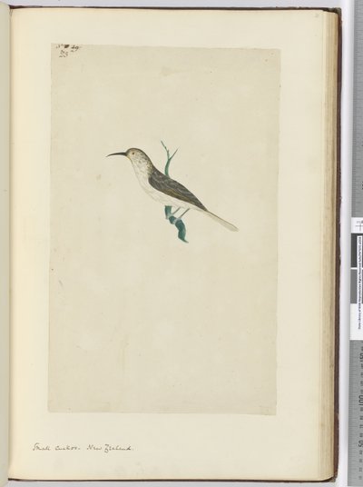 F.23 छोटा कोयल। न्यूजीलैंड, 1772-75 (wc) द्वारा इसहाक स्मिथ