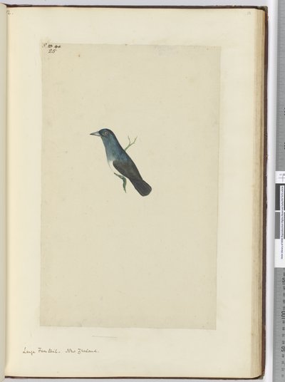 F.25 बड़ी कल्पना। न्यूजीलैंड, 1772-75 (wc) द्वारा इसहाक स्मिथ