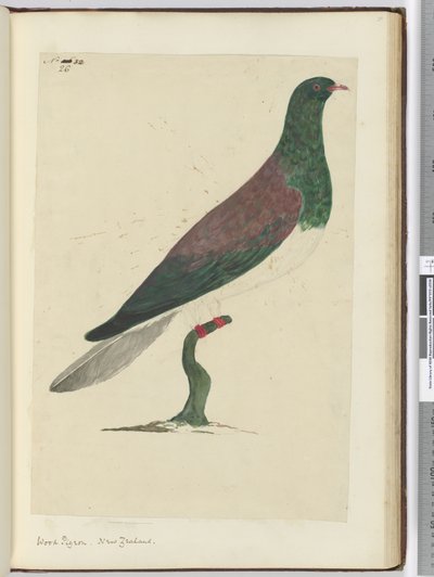 F.26 लकड़ी कबूतर। न्यूजीलैंड, 1772-75 (wc) द्वारा इसहाक स्मिथ