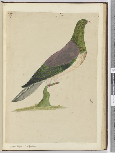 F.27 लकड़ी कबूतर। न्यूजीलैंड, 1772-75 (wc) द्वारा इसहाक स्मिथ