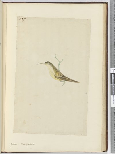 F.28 कोयल। न्यूजीलैंड, 1772-75 (wc) द्वारा इसहाक स्मिथ