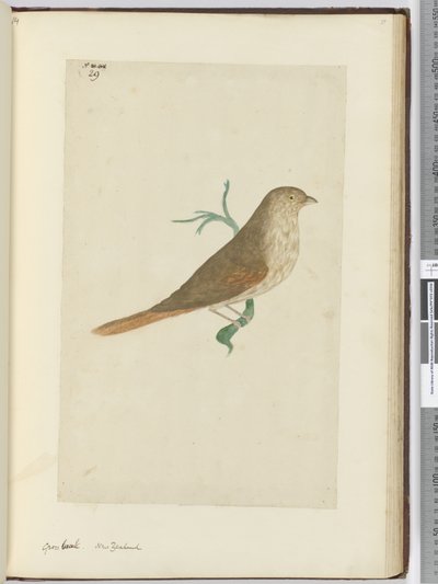 F.29 सकल चोंच। न्यूजीलैंड, 1772-75 (wc) द्वारा इसहाक स्मिथ