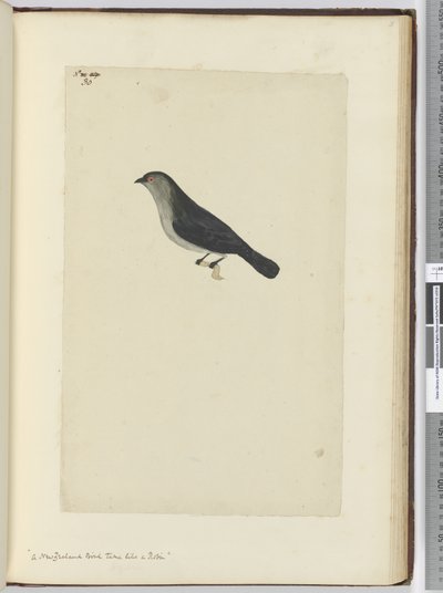 F.30 एक न्यूजीलैंड पक्षी एक रॉबिन की तरह, 1772-75 (wc) द्वारा इसहाक स्मिथ