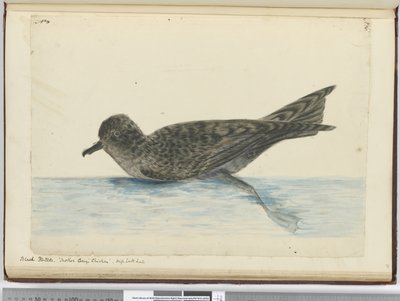 F.36 ब्लैक पिंटो। माँ की देखभाल चिकन उच्च दक्षिण अक्षांश। 1772-75 (wc) द्वारा इसहाक स्मिथ