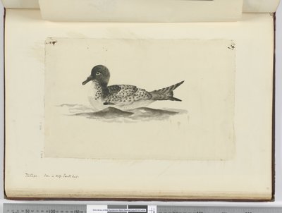 F.37b पिंटाडो। उच्च दक्षिण अक्षांश में देखा गया, 1772-75 (wc) द्वारा इसहाक स्मिथ