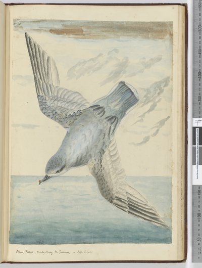 F.40 ब्लू पेट्रेल। डस्की बे न्यूजीलैंड। उच्च एस। अक्षांश में, 1772-75 (wc) द्वारा इसहाक स्मिथ