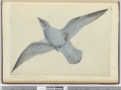 F.41 ब्लू पेट्रेल। डस्की बे न्यूजीलैंड। उच्च एस। अक्षांश में, 1772-75 (wc) द्वारा इसहाक स्मिथ