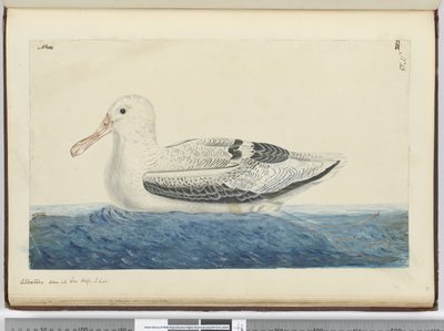 F.43 अल्बाट्रॉस। समुद्र के उच्च तल पर देखा। 1772-75 (wc) द्वारा इसहाक स्मिथ