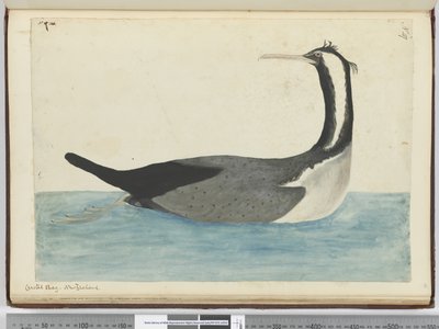 F.47 क्रेस्टेड शैग। न्यूजीलैंड, 1772-75 (wc) द्वारा इसहाक स्मिथ