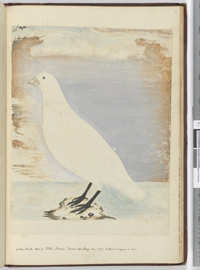 F.51 स्टेटन द्वीप Tierra del Fuego जनवरी 1774 पर देखा गया एक नया पक्षी। किनारे पर खिलाने के लिए माना जाता है, 1772-75 (wc) द्वारा इसहाक स्मिथ
