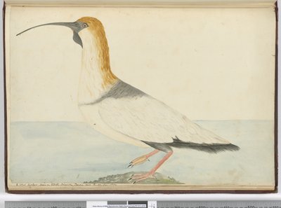 F.52 एक नया कर्ल। स्टेटन द्वीप पर देखा गया Tierra del Fuego Jan 1774, 1772-75 (wc) द्वारा इसहाक स्मिथ