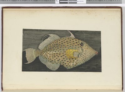 F.55 एस। जागो की ओल्ड वाइफ नामक मछली, 1772-75 (wc) द्वारा इसहाक स्मिथ