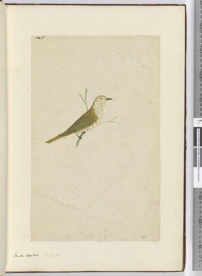 F.5 छोटा कोयल। न्यूजीलैंड, 1772-75 (wc) द्वारा इसहाक स्मिथ