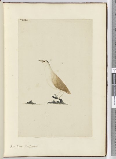 F.8 छोटा तिपतिया घास। न्यूजीलैंड, 1772-75 (wc) द्वारा इसहाक स्मिथ
