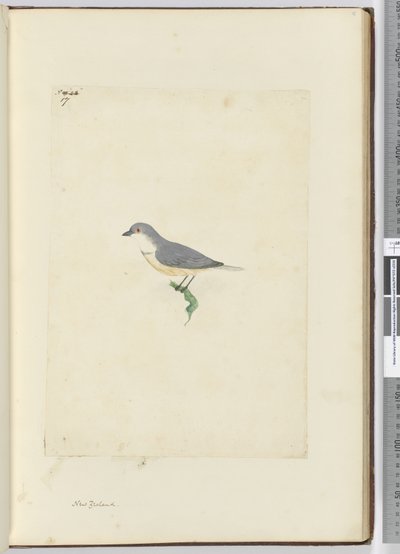 f.17 अज्ञात न्यूजीलैंड पक्षी, 1772-75 (wc) द्वारा इसहाक स्मिथ