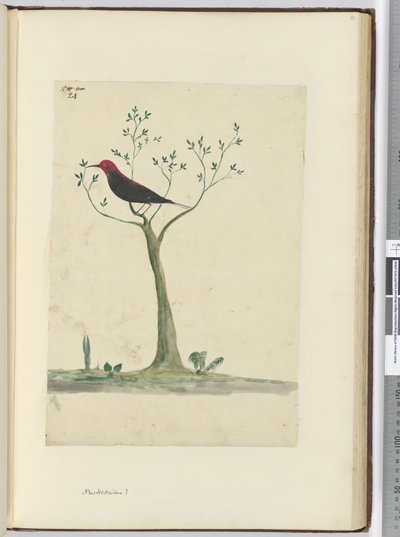 f.24 नई हेब्रिड्स, 1772-75 (wc) द्वारा इसहाक स्मिथ