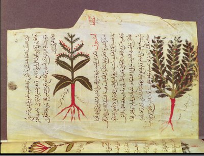 सुश्री अर्बे 4947 fol.84, 13 वीं शताब्दी के डायोस्कोराइड के एक ग्रंथ से पौधे द्वारा इस्लामी स्कूल