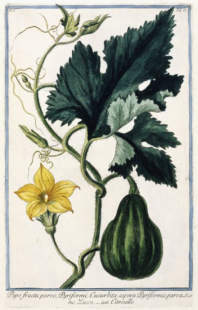 एक कद्दू, 1772-1784 द्वारा इतालवी स्कूल
