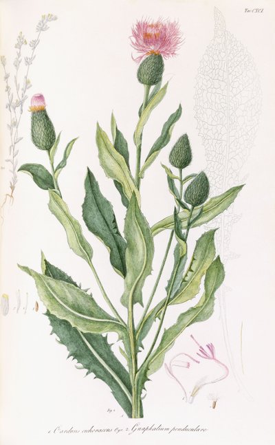 कार्डस किकोरोसस और ग्नफालियम पेन्डुकुलारे, 1811-1838 द्वारा इतालवी स्कूल