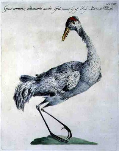 आम क्रेन, c.1767-76 (हाथ के रंग का उत्कीर्णन) द्वारा इतालवी स्कूल