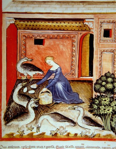 Fol.66r रियर गीज़, टैकुइनम सैंटियाटिस कोडेक्स विंडोबोनेंसिस से चित्रण द्वारा इतालवी स्कूल