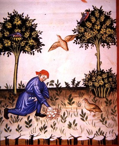 Fol.66v तीतर के अंडे एकत्र करना, 'टैकुइनम सैंटियाटिस कोडेक्स विंडोबोनेंसिस' (वेल्लम) से चित्रण द्वारा इतालवी स्कूल