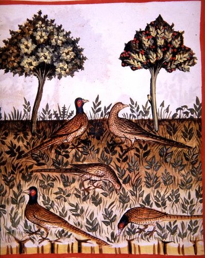 Fol.68v तीतर, 'टैकुइनम सैंटियाटिस कोडेक्स विंडोबोनेंसिस' (वेल्लम) से चित्रण द्वारा इतालवी स्कूल