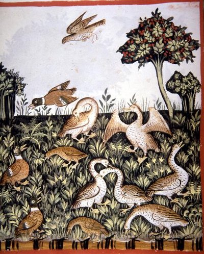 Fol.69v बतख और गीज़, 'टैकुइनम सैंटियाटिस कोडेक्स विंडोबोनेंसिस' (वेल्लम) से चित्रण द्वारा इतालवी स्कूल