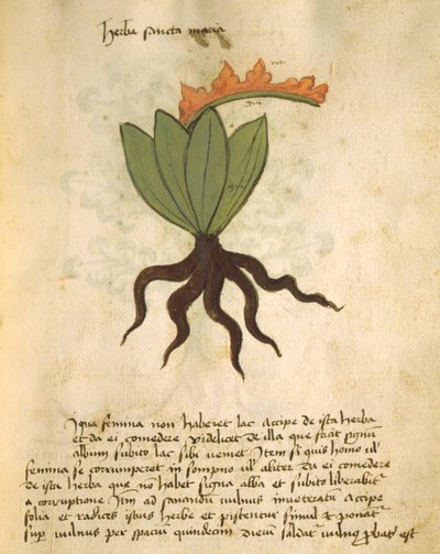 सुश्री 320 1000 fol.28 संयंत्र सांता मारिया, एक साथ लिबर Herbarius से Orgione Rizzardo द्वारा आवेदन पत्र को पूरा करने के लिए कारणों के साथ द्वारा इतालवी स्कूल