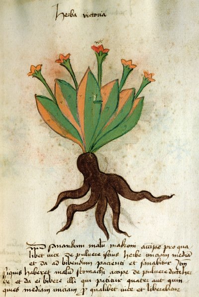 सुश्री 320 1000 Fol.34r Herba विक्टोरिया, &39;Orgione Rizzardo द्वारा दवाओं बनाने के अपने तरीकों के साथ एक साथ Herbarius "से द्वारा इतालवी स्कूल