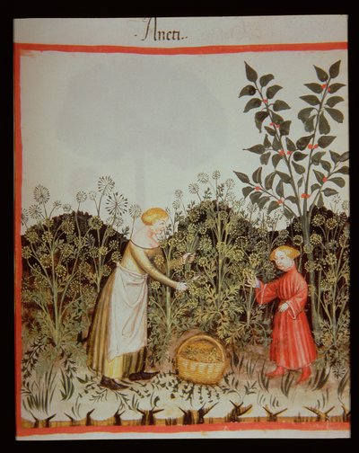 नई 2644 सभा DUT Tacuinum स्वस्थ कोडेक्स f.32r द्वारा इतालवी स्कूल