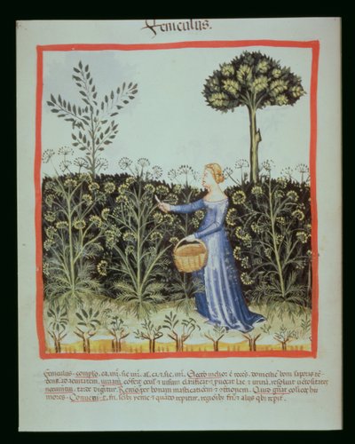 नई 2644 f.41v कटाई जीरा, Tacuinus स्वस्थ कोडेक्स द्वारा इतालवी स्कूल