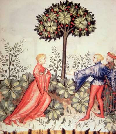 नई 2644 फसल काटने वाले सरसों, स्वस्थ Tacuinum से fol.24r द्वारा इतालवी स्कूल