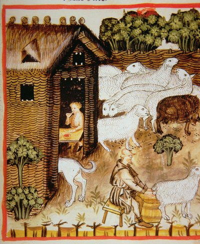 भेड़ खेती 2644 स्वस्थ Tacuinum से ताजा, मीठा दूध fol.59r द्वारा इतालवी स्कूल