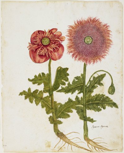 खसखस (पापावर spp।) (Wc & tempera on paper) द्वारा Italian School
