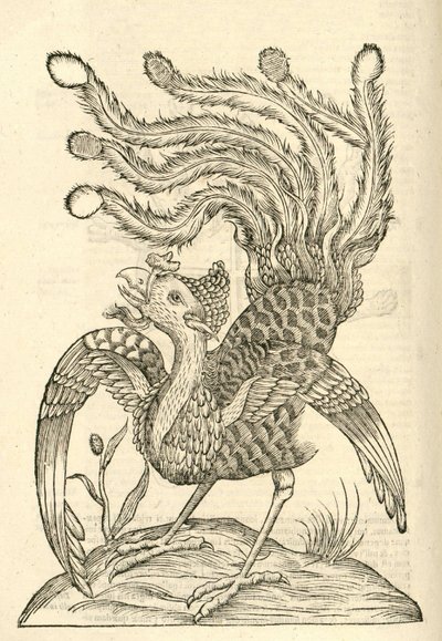 1642 के एल्डरोवैंडिस हिस्ट्री ऑफ़ गैलोज़ से गैलस इंडिकस औरिटस ट्रिडैक्टिलस का चित्रण द्वारा इतालवी स्कूल