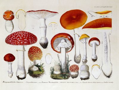अमनिता मुस्कारिया, सी .1831-46 द्वारा JG Calve