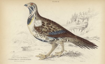 Centrocercus Urophasianus द्वारा J. Stewart