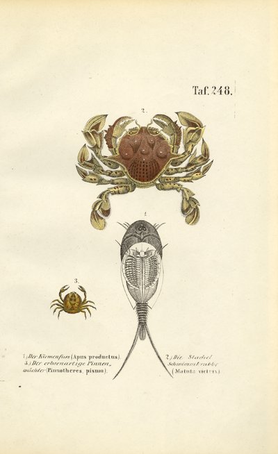  द्वारा J. W. Tenhaeff