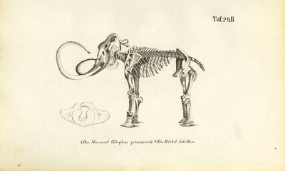  द्वारा J. W. Tenhaeff