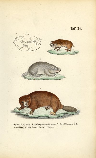  द्वारा J. W. Tenhaeff