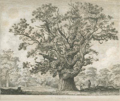नीडवुड - स्विल्कर ओक: नक़्क़ाशी, एनडी [सी 1820-1850] द्वारा जैकब जॉर्ज स्ट्रैट