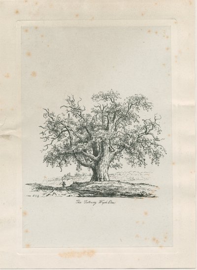 टटबरी - "विच एल्म": उत्कीर्णन, एनडी [सी 1820] द्वारा जैकब जॉर्ज स्ट्रैट