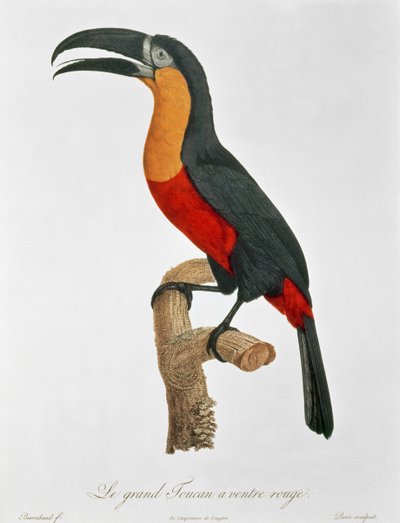 ग्यार्ड द्वारा उकेरा गया विशालकाय टौराको (रंग उत्कीर्णन) द्वारा जैक्स (बाद) बरबंड