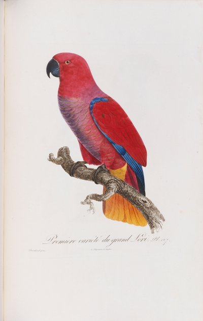 प्रीमियर वेरियेट डु ग्रैंड लोरी, लैंग्लिस द्वारा उत्कीर्ण, सी .1801-05 द्वारा Jacques Barraband